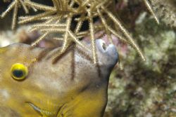 This filefish contemplates its next meal. Taken with Niko... by Peter Foulds 